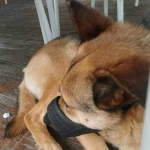 curled up under a table