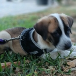 Look at my new harness :)