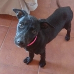 Janet pup 4 - Rosa (AAR 2853)