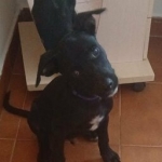 Janet pup 5 - azul (AAR 2854)